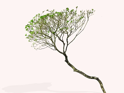 Graceful Arbor with Curved Trunk and Lush Green Foliage in Natural Environment 3d model