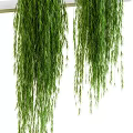 Beautiful Lush Green Trailing Hanging Potted Plants For Indoor Home Decoration