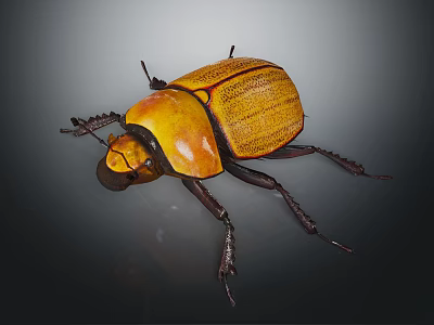 Yellow and Brown Beetle with Shiny Hard Shell and Black Legs on Dark Background 3d model