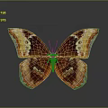 Vibrant Orange And Brown Butterfly With Circular Spots On Gray Background And Reflection