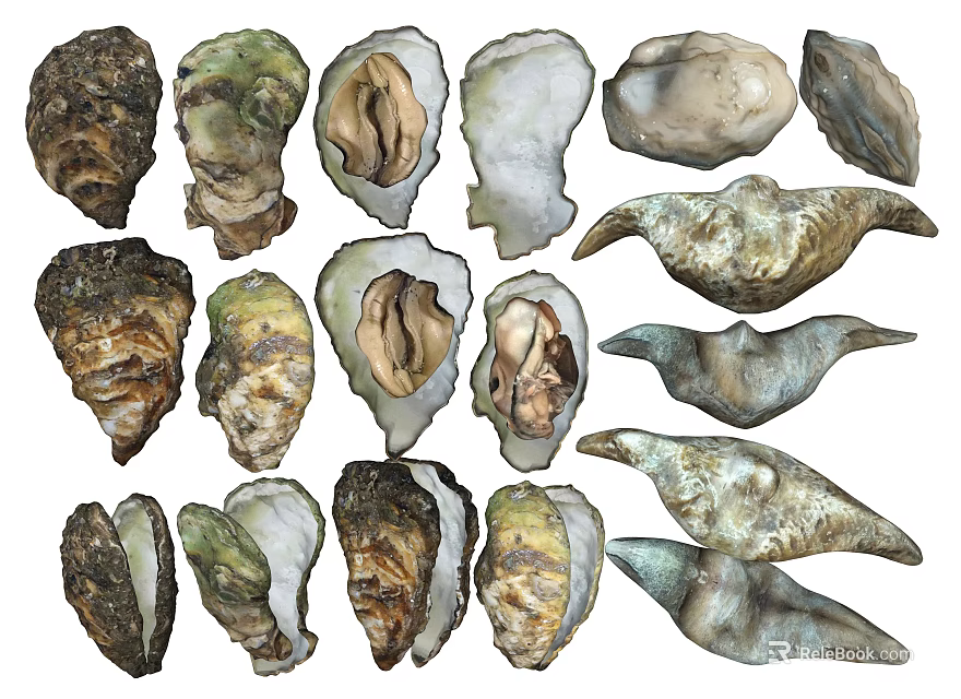 Fresh Oysters With Open And Closed Shells Different Textures And Colors 3d model 