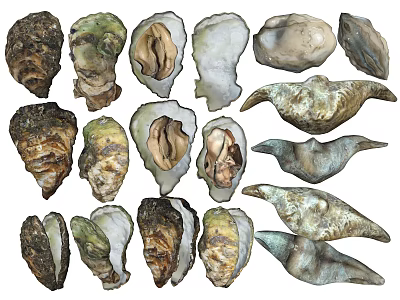 Fresh Oysters With Open And Closed Shells Different Textures And Colors 3d model