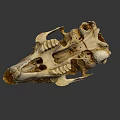 Detailed Animal Skull Anatomical Structure With Natural Bone Texture And Features 3d model