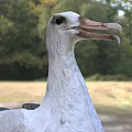 White And Gray Seabird With Long Beak Standing On Grass In Natural Setting