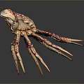 Vibrant Spotted Crab With Large Claws And Colorful Shell On Dark Surface