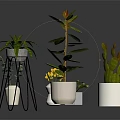 Various Indoor Potted Plants With Green Leaves Yellow Flowers White Pots And Metal Stand
