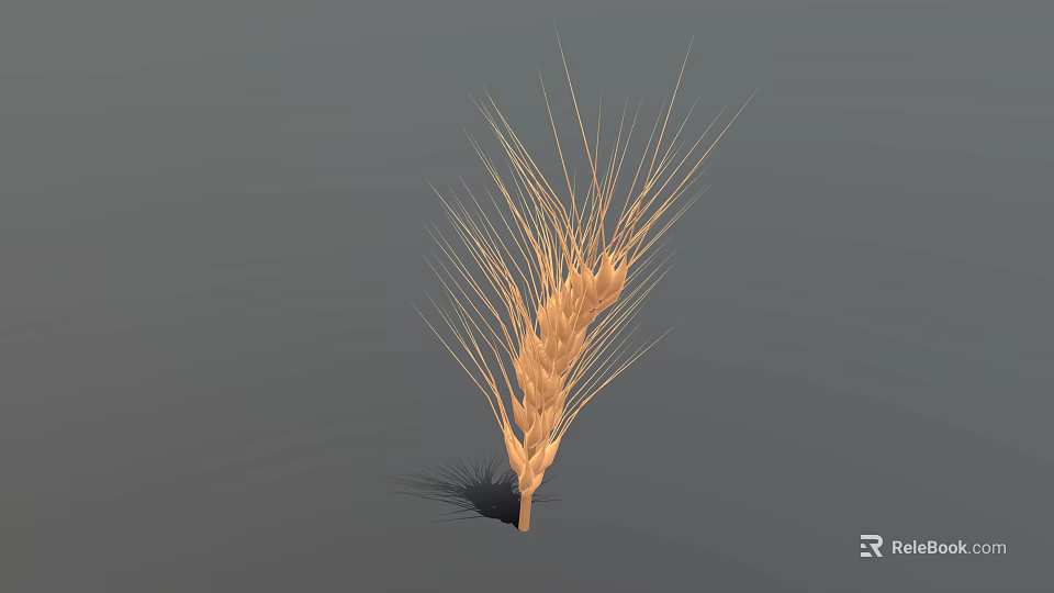 Golden Ripe Wheat Ear With Fine Hairs On Simple Gray Background 3d model 