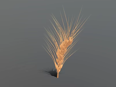 Golden Ripe Wheat Ear With Fine Hairs On Simple Gray Background 3d model