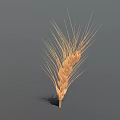 Golden Ripe Wheat Ear With Fine Hairs On Simple Gray Background