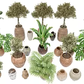 Various Ornamental Bonsai Potted Plants with Ceramic Pots and Lush Green Foliage