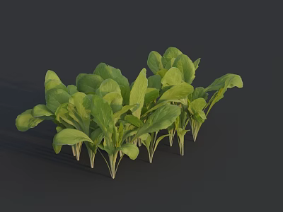 Fresh Green Leafy Vegetables With Vibrant Healthy Nutritious Tender Leaves 3d model