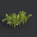 Fresh Green Leafy Vegetables With Vibrant Healthy Nutritious Tender Leaves