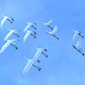 Flock of White Cranes Flying Gracefully in Clear Blue Sky