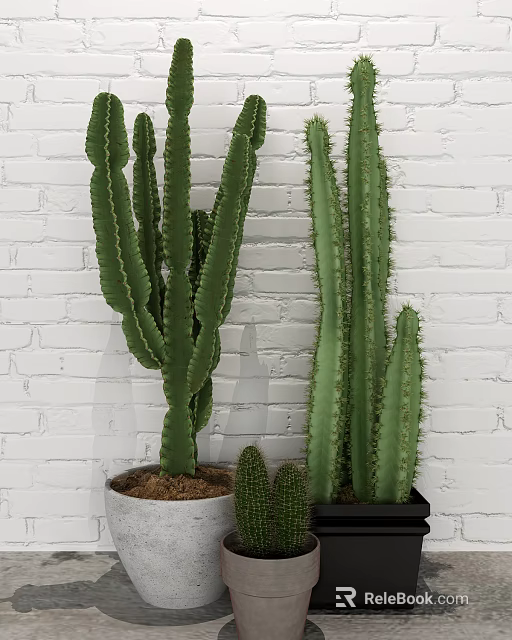 Tall and Small Decorative Cactus Potted Plants Against White Brick Wall 3d model 