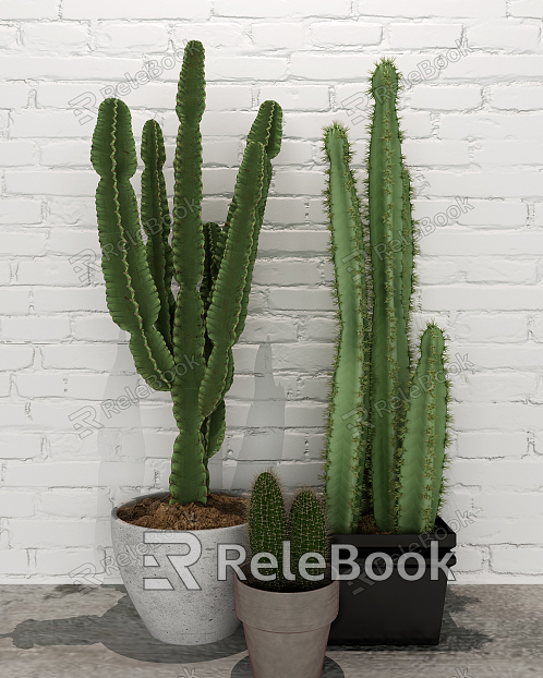 Modern Cactus Cactus Potted Plant model