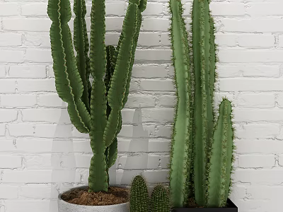 Tall and Small Decorative Cactus Potted Plants Against White Brick Wall 3d model