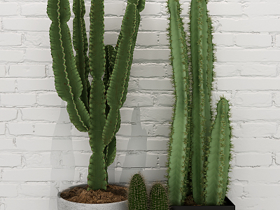 Modern Cactus Potted Plant model