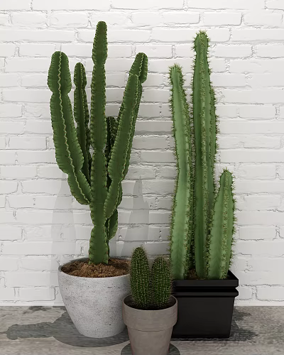 Tall and Small Decorative Cactus Potted Plants Against White Brick Wall 3d model