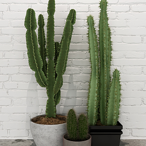 Modern Cactus Potted Plant 3d model