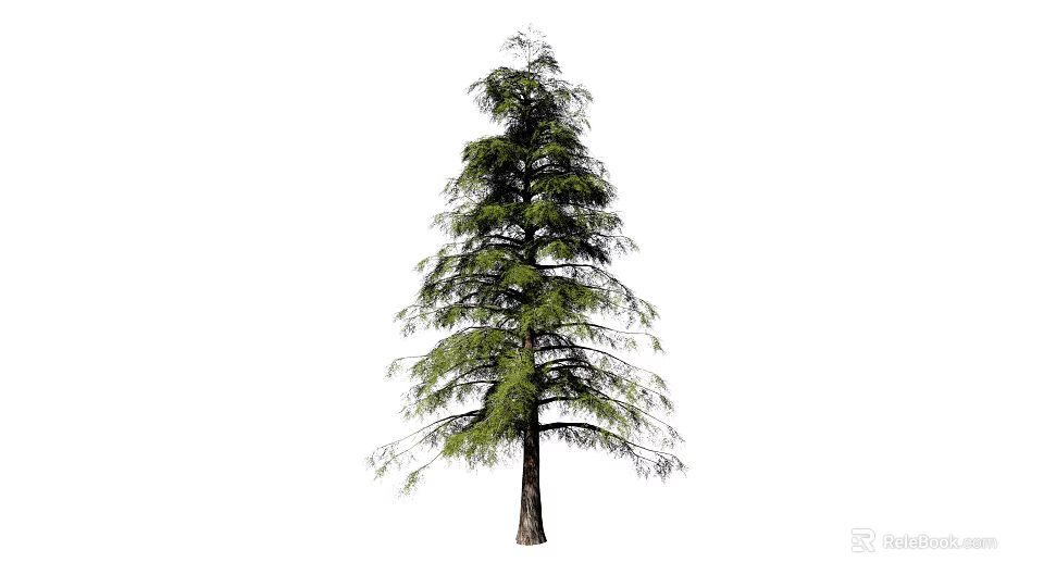 Tall Coniferous Arbor Featuring Green Needles Brown Trunk And Slender Branches 3d model 