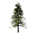 Tall Coniferous Arbor Featuring Green Needles Brown Trunk And Slender Branches