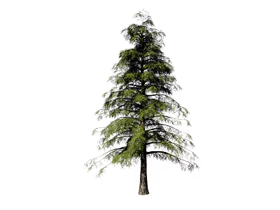 Tall Coniferous Arbor Featuring Green Needles Brown Trunk And Slender Branches 3d model