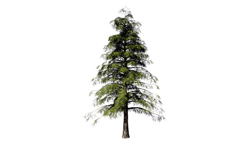 Modern Pine 3d model