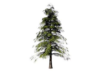 Modern Pine 3d model