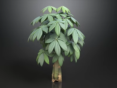 Lush Green Tree With Broad Shiny Leaves And Brown Trunk On Black Background 3d model