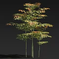 Vibrant Arbor With Green And Orange Leaves And Multiple Trunks Isolated On Dark Background