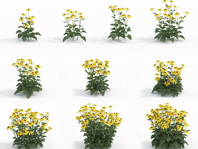Yellow Garden Flowers With Green Leaves Various Growth Forms And Lush Foliage 3d model