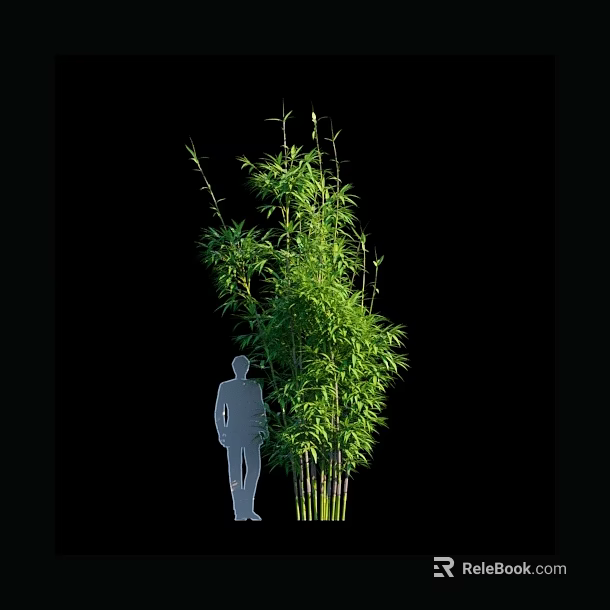 Tall Bamboo Plant With Human Silhouette For Visual Height Comparison 3d model 