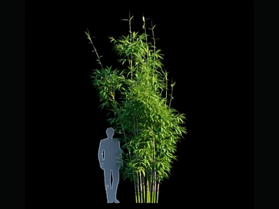 Tall Bamboo Plant With Human Silhouette For Visual Height Comparison 3d model