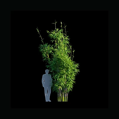 Tall Bamboo Plant With Human Silhouette For Visual Height Comparison 3d model