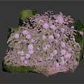Small Landscape Decorative Plant Display With Green Base Lush Leaves And White Small Flowers