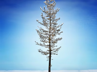 Snow Covered Tree Standing Against Clear Blue Sky Over Snowy Ground 3d model