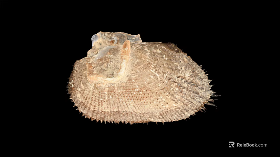 Aquatic Animal Shell Featuring Intricate Texture And Spiny Surface Patterns 3d model 