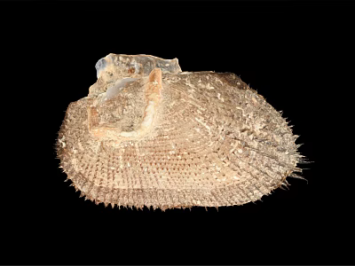 Aquatic Animal Shell Featuring Intricate Texture And Spiny Surface Patterns 3d model