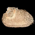 Aquatic Animal Shell Featuring Intricate Texture And Spiny Surface Patterns 3d model