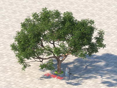 Arbor Featuring Lush Green Foliage Thick Trunk On Paved Ground With Person Standing 3d model