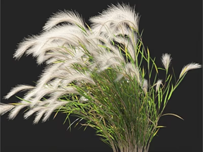 White Feathery Grass with Green Stems and Leaves for Natural Home Decoration 3d model