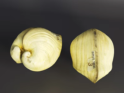 Marine Aquatic Animal Shells Displaying Spiral And Flat Shapes With Sample Labels 3d model