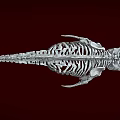 Detailed Anatomical Aquatic Fish Skeleton With Bone Structure On Red Background