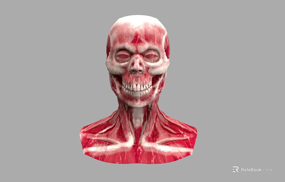 Human Head Skull with Detailed Neck Muscle 3D Anatomy Model 3d model 