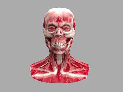 Human Head Skull with Detailed Neck Muscle 3D Anatomy Model 3d model