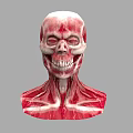 Human Head Skull with Detailed Neck Muscle 3D Anatomy Model