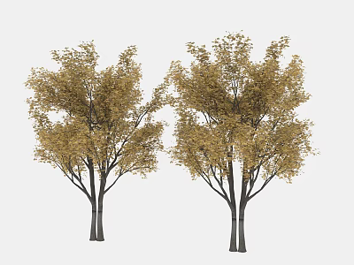 Two Arbor Trees With Golden Yellow Leaves And Dark Trunks In Autumn 3d model