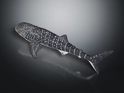 Whale Shark Marine Animal Model With Spotted Body And Shiny Surface 3d model