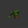 Lush Green Plant With Variegated Leaves And Trailing Vines In Brown Pot