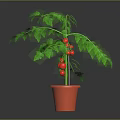 Healthy Potted Tomato Plant with Green Leaves and Red Fruits in Clay Pot